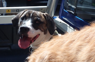 Friendly dog